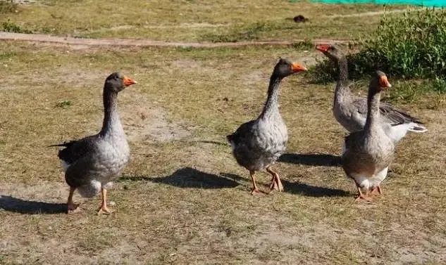 刷爆朋友圈两只鹅的故事，大结局已经揭晓！