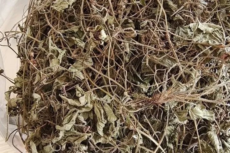 五皮草中药图片