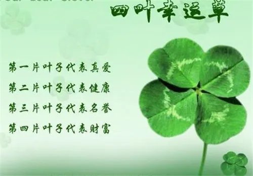 四叶草寓意着什么意思 解析四叶草的含义