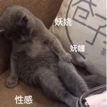 有没有搞笑的猫咪图片，分享一下？