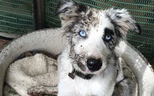 蓝眼睛的狗有哪些?