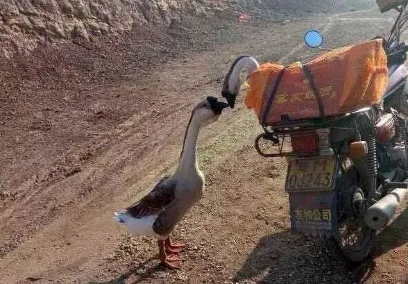 刷爆朋友圈两只鹅的故事，大结局已经揭晓！