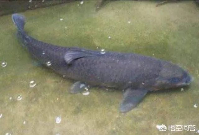 为什么很多农村集市上卖青鱼的都喜欢在鱼箱里撒一把瓜子？