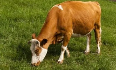 花牛在草地里玩仿写