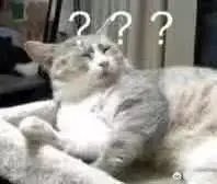 有没有搞笑的猫咪图片，分享一下？