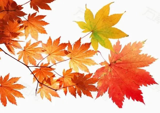 金色枫叶代表什么意思