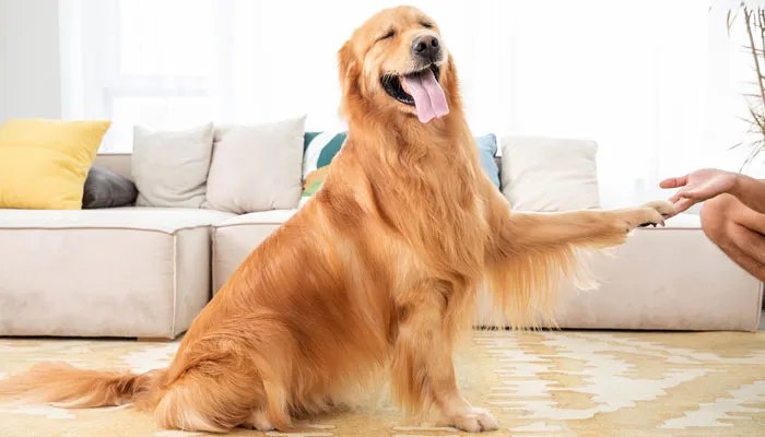 金毛犬价格多少钱一只 金毛犬大概多少一只