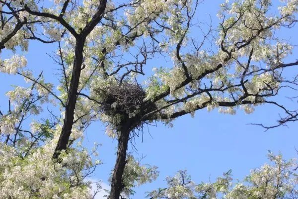 喜鹊飞进教室叼走女生耳机后又还回,喜鹊到底是种怎样的生物?