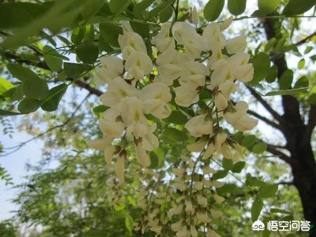 刺槐树有什么作用?