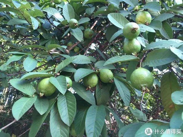 修飞机人周末好去处：高百丈风景区羊石水库