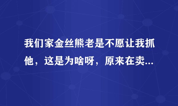 我们家金丝熊老是不愿让我抓他，这是为啥呀，原来在卖家家里的时候超级乖怎么抓都可以的，为啥呀？