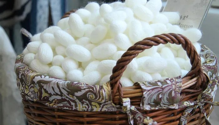 桑蚕丝的特点 桑蚕丝的特点是什么