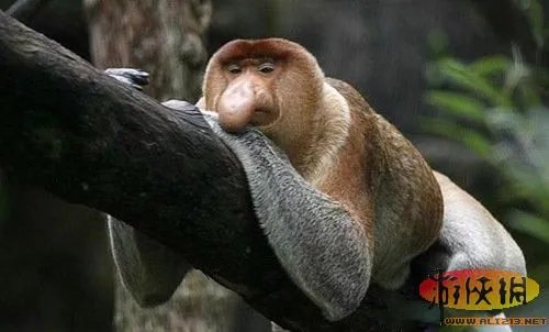 盘点全球新奇妙动物：紫色北极熊 海地长吻猬