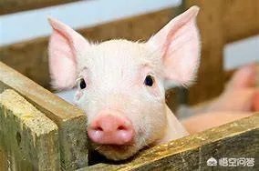 幼猪有什么作用