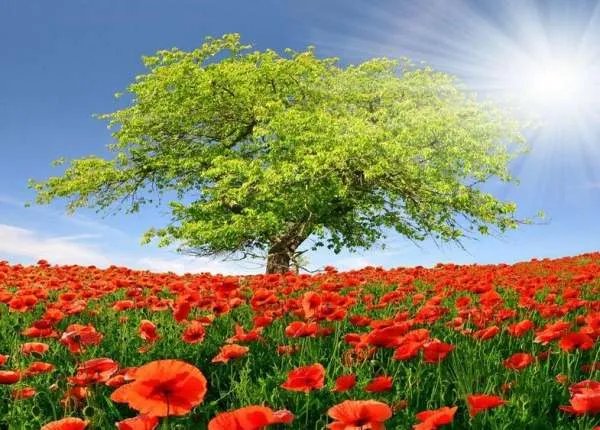 关于春天的小诗有哪些？