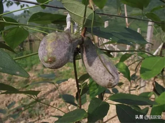 香蜜果能盆栽吗?