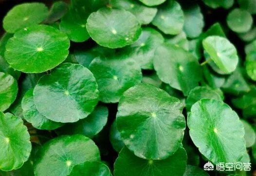 可以拿玻璃花盆养花吗