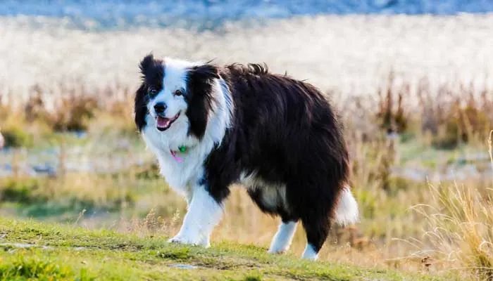 金毛适合看家吗 金毛犬性格特征