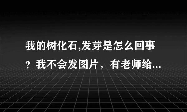 我的树化石,发芽是怎么回事？我不会发图片，有老师给解惑一下吗？