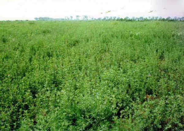 北方优质牧草品种有哪些