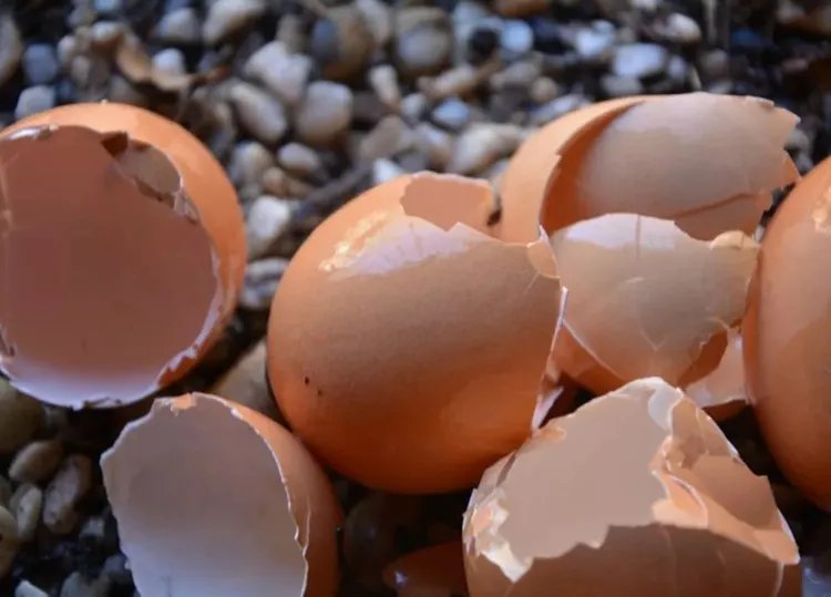 鸡蛋壳的功效与作用