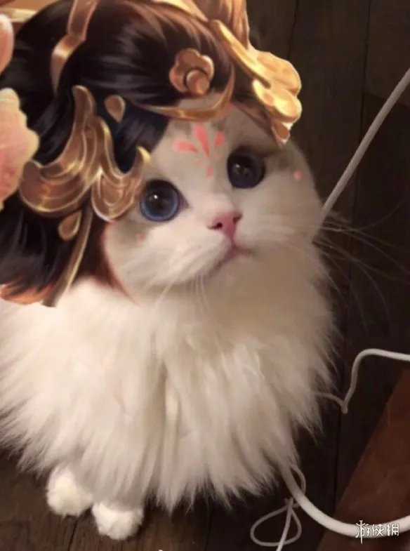 《王者荣耀》猫咪接头头像最新 猫咪头像大全