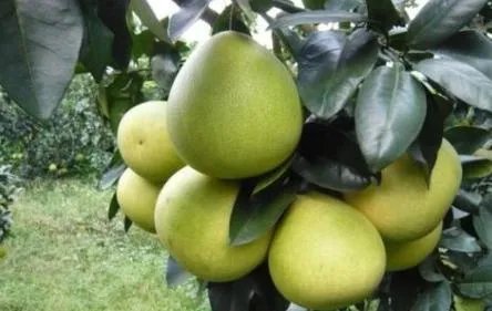 桂林地区的沙田柚和广东梅州沙田柚的区别在哪些地方？口味那个好点？