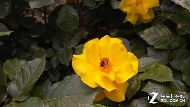 DC基因+1600万极致影像 联想VIBE Shot评测