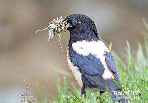 蝗虫的天敌是什么?