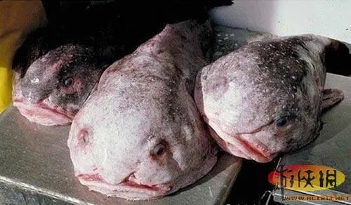 盘点全球新奇妙动物：紫色北极熊 海地长吻猬