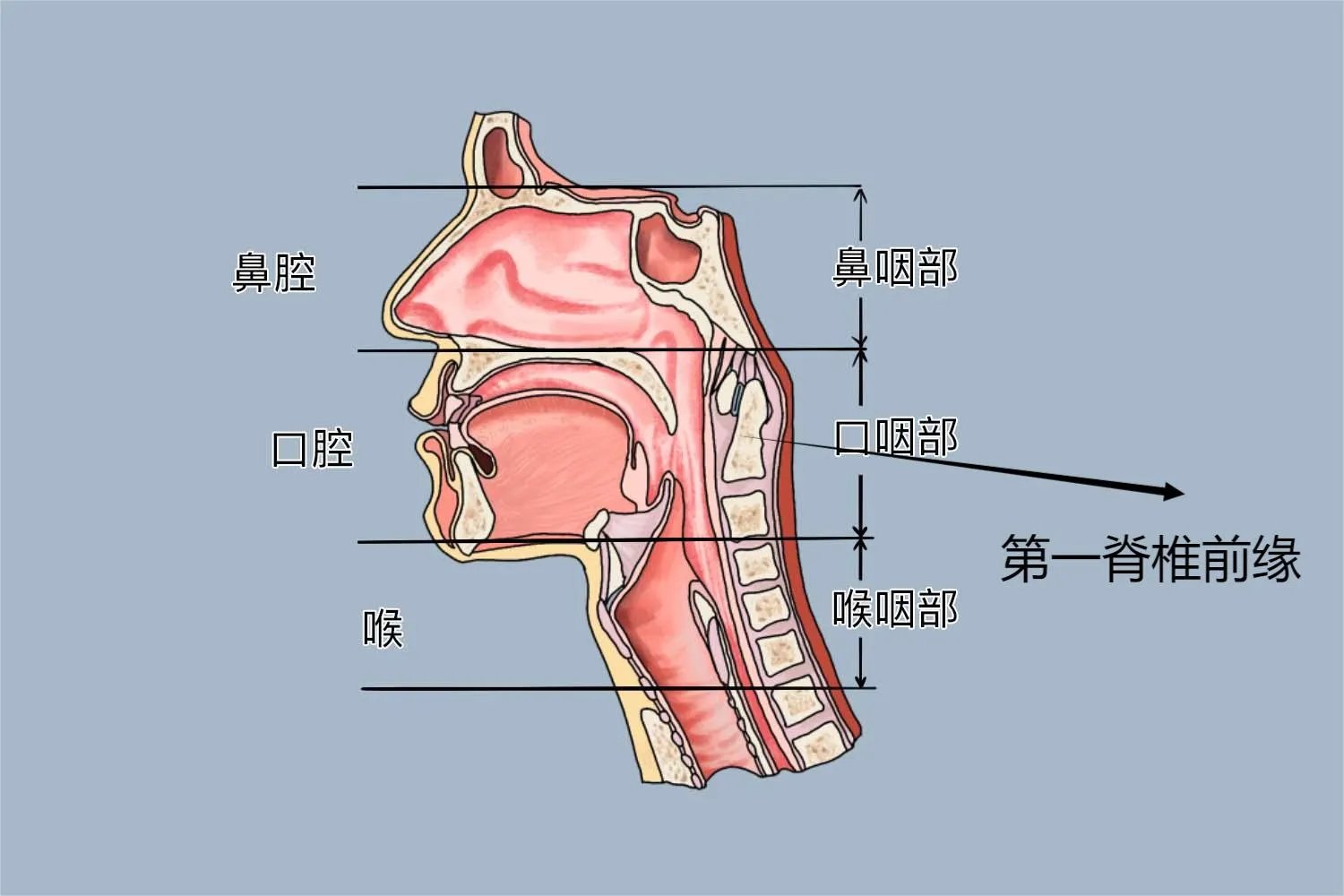 口咽CT扫描范围图片