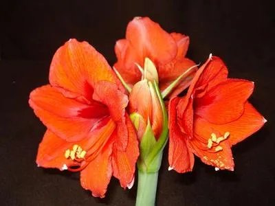 红花的功效与作用及食用方法 红花怎么使用