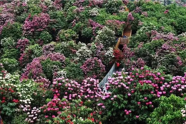 你知道中国百里杜鹃花都在哪里吗？