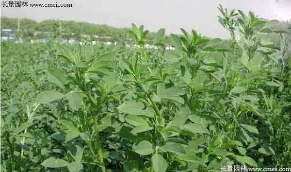 北方优质牧草品种有哪些