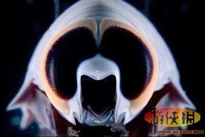 盘点全球新奇妙动物：紫色北极熊 海地长吻猬