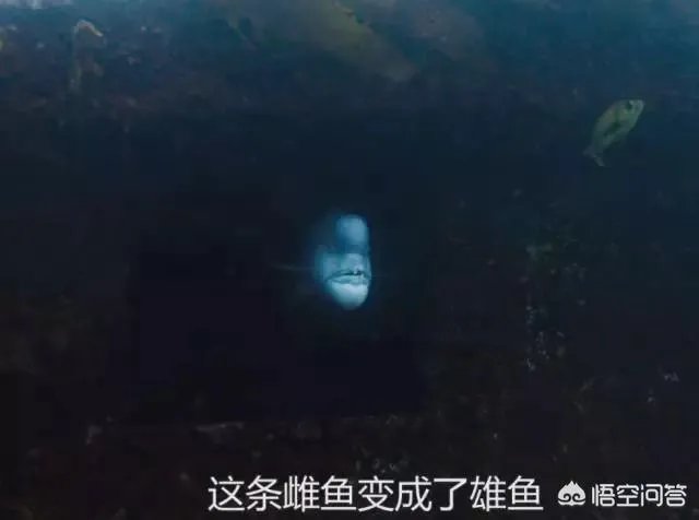 纪录片《蓝色星球》讲了什么?好看吗?