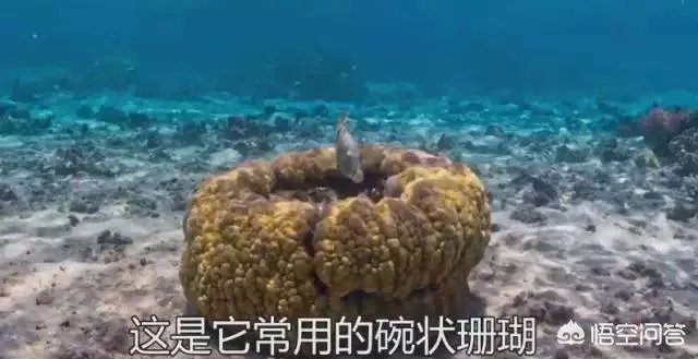 纪录片《蓝色星球》讲了什么?好看吗?