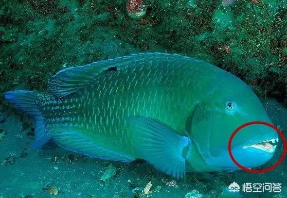 纪录片《蓝色星球》讲了什么?好看吗?