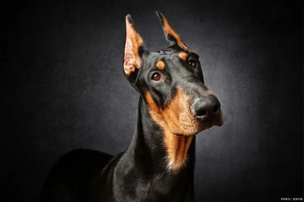 杜宾犬来自德国，而且它们的气质非常的高贵，杜宾犬和罗威纳哪个好？