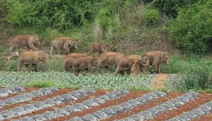 实拍云南象群雨中“玩泥巴”是怎么回事 实拍云南象群雨中“玩泥巴”是什么情况