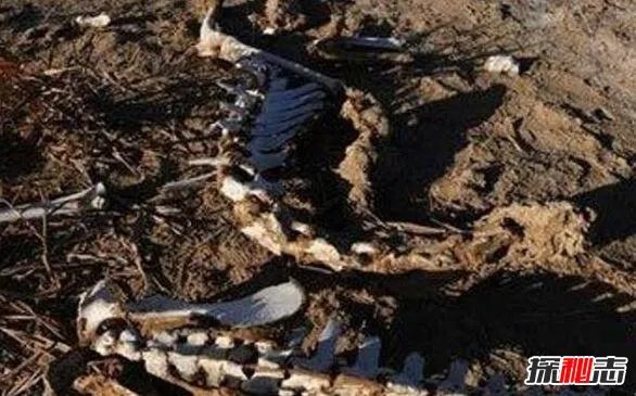 1978年罗布泊食人蜥蜴事件,罗布泊核爆炸死千条巨蜥