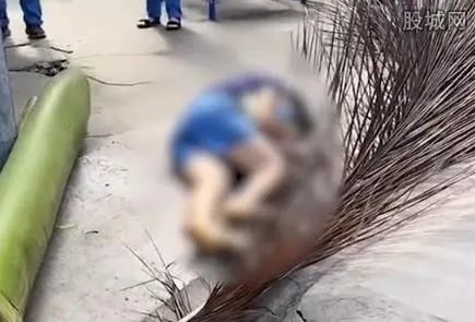 路人被椰子树叶砸倒颅内积血 伤情严重谁为此负责任？