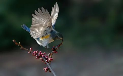 国有林地承包政策