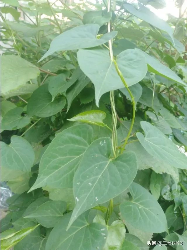 野生药材一定比种植药材好吗?