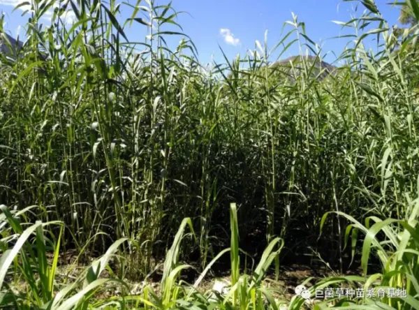 北方优质牧草品种有哪些