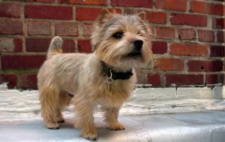 罗威士梗有哪些形态特征?需要如何养护呢?