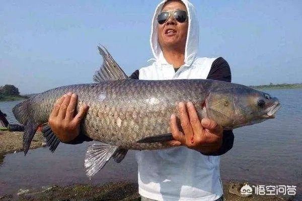 为什么很多农村集市上卖青鱼的都喜欢在鱼箱里撒一把瓜子？