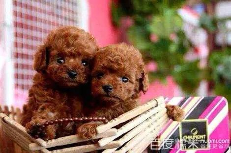 狗铺子网的网站介绍