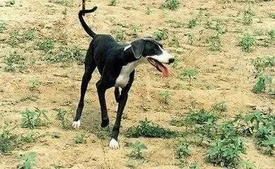 问那种中国猎犬最厉害，什么猎犬打猎最厉害，大