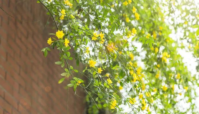 寒食节插柳的由来 寒食节为什么要折柳插门